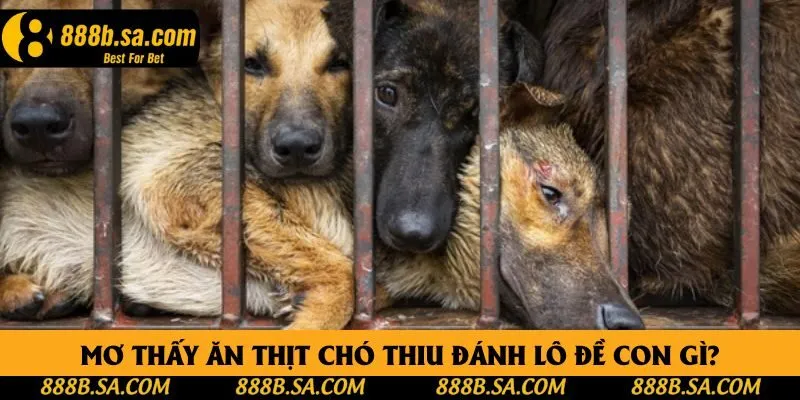 Mơ thấy ăn thịt chó thiu đánh lô đề con gì? Mơ thấy ăn thịt chó thiu đánh lô đề con gì?